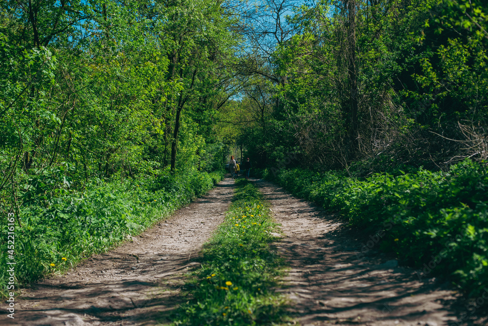 Obraz premium path in the park