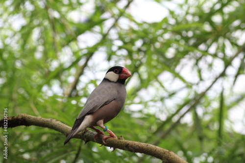Oiseau passereau Padda de Java niché sur une branche