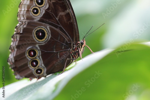 Papillon Morpho Peleides posé sur une feuille en macro © Marc