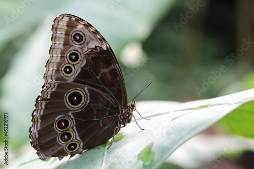 Papillon Morpho Peleides posé sur une feuille en macro