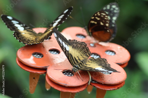 Papillon Parthenos sylvia en macro