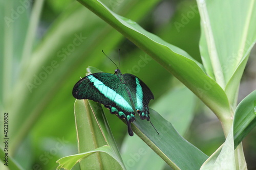 Papillon Papilio Crino sur une feuille en macro