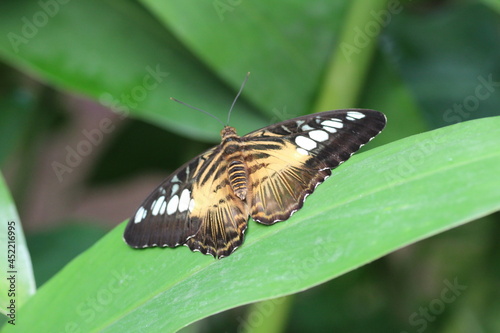 Papillon Parthenos sylvia en macro