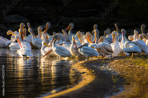 A wide angle shot of a group of pelicans on a lake © Jaden