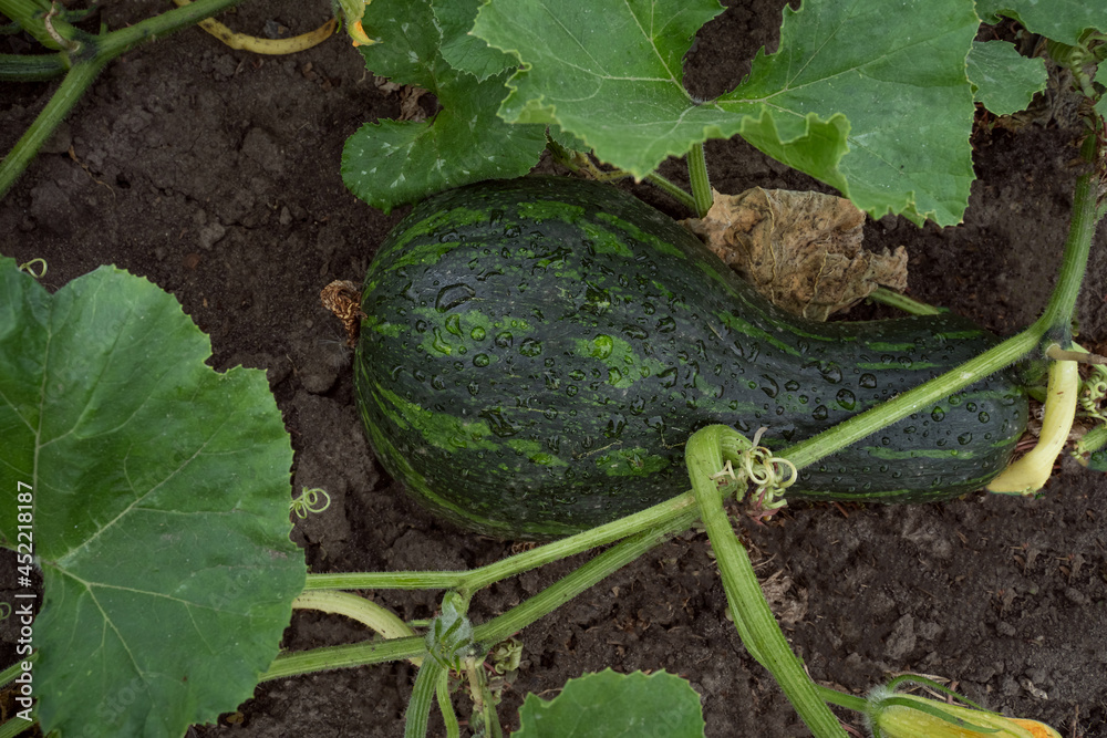 Obraz premium A zucchini lies on the ground. Organic farming. Vegetable field without chemical additives. Water drops on vegetables. Products for healthy nutrition and diet. Natural products from an organic farm.
