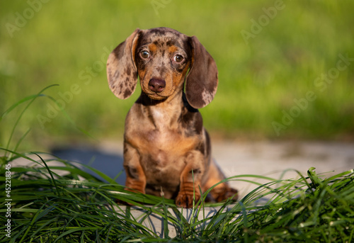Dogs dachshunds puppy green grass, dog portrait
