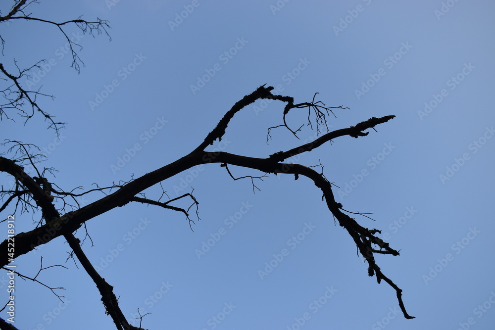 tree branches against blue sky tree branches against blue sky