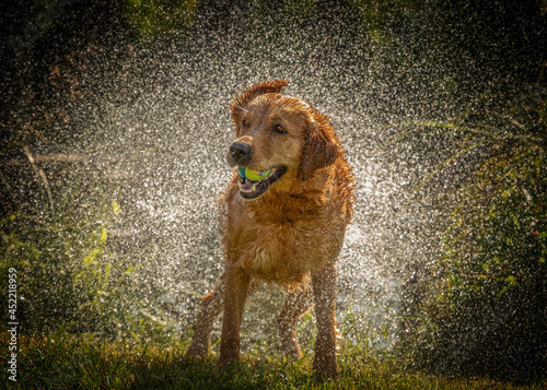 Obraz na płótnie golden retriever dog