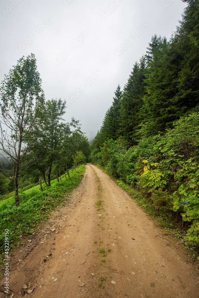 green forest road surrounded by trees green forest road surrounded by trees