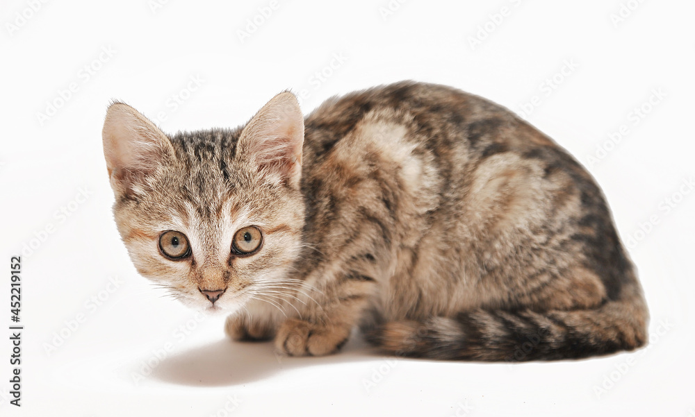 Cute little grey kitten posing on white background.	
