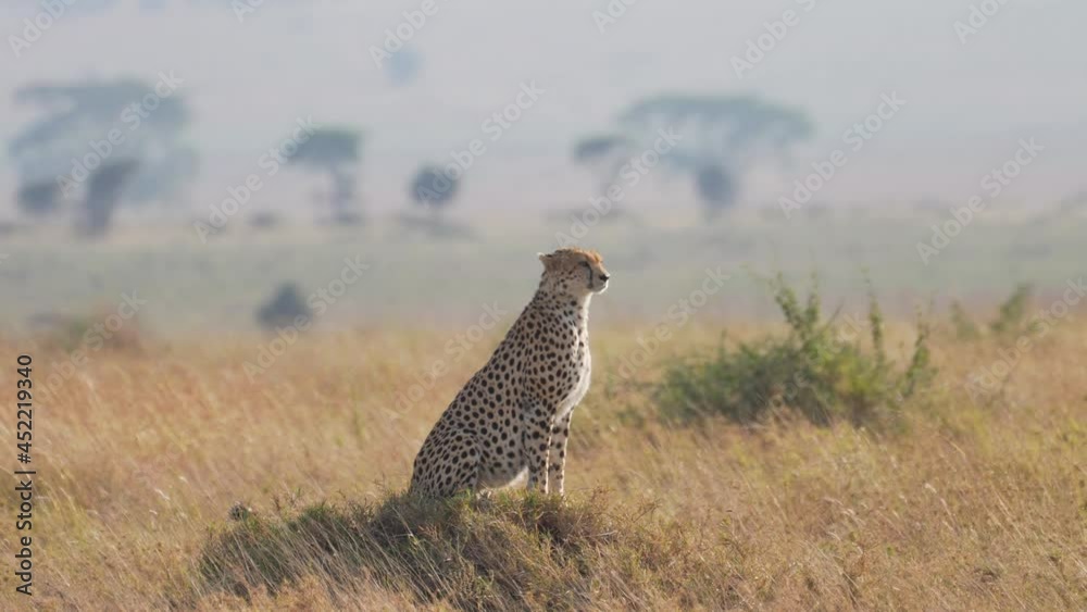 Cinematic and epic shot of wild cheetah. Isolated in the middle of savanna sitting on a rock. Serengeti Safari game drive. Tanzania, Africa 4K. Cinematic and epic shot of wild cheetah. Isolated in the middle of savanna sitting on a rock. Serengeti Safari game drive. Tanzania, Africa 4K.