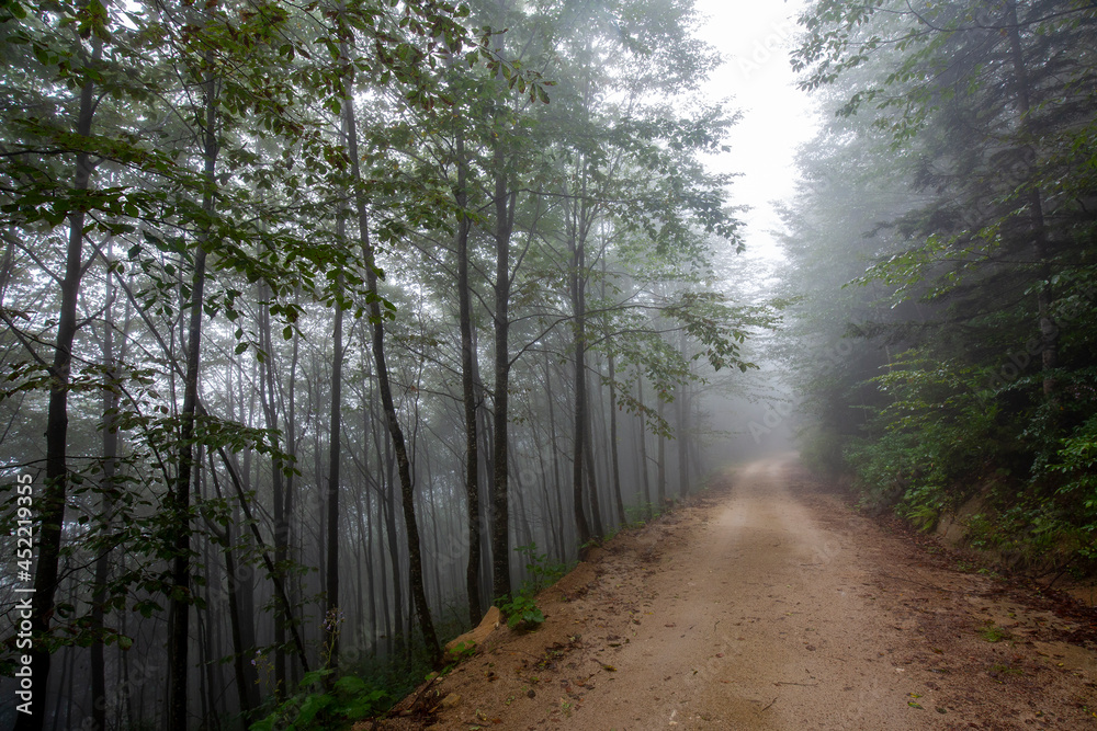 Fototapeta premium flat tall trees and dramatic fog in forest