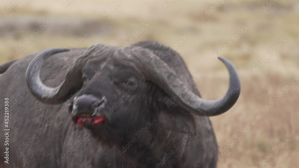 Cinematic and savage shot of buffalo wounded after fighting with blood in the mouth. Epic wild big five animals of Africa 4K. Cinematic and savage shot of buffalo wounded after fighting with blood in the mouth. Epic wild big five animals of Africa 4K.