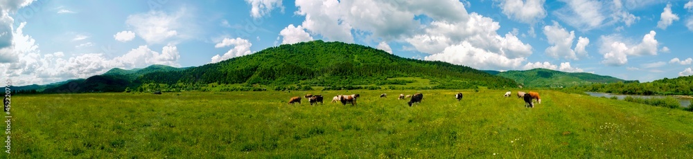 Panorama of green pasture with cows. Warm summer day on a background of blue sky with clouds.