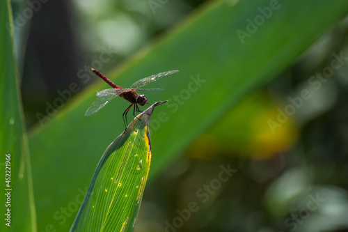 Libelula - Paraná - Argentina