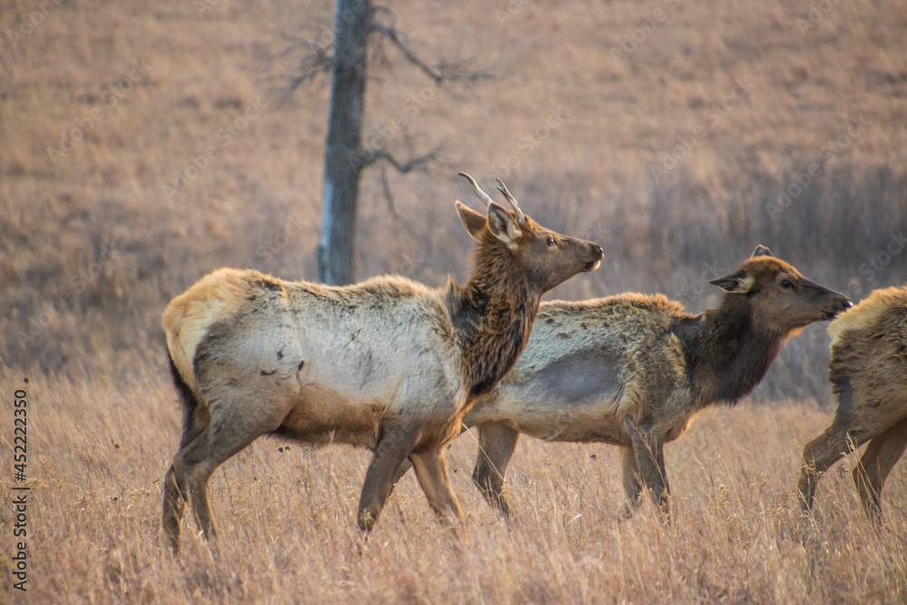 Naklejka premium A close up shot of a group of female elk in tall grass on the plains
