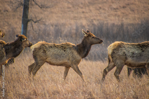 A close up shot of a group of female elk in tall grass on the plains