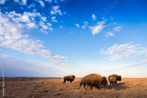 A wide shot of bison or buffalo at sunset