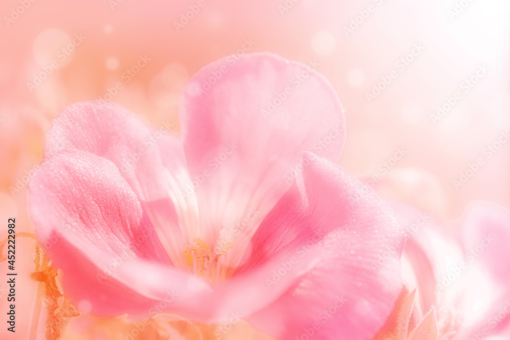 A dream in pink