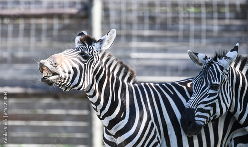 zebra smiling