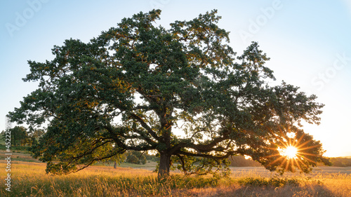 Fotografía Sunrise through an Oregon White Oak (Quercus garryana) at Finley National Wildlife Refuge, Oregon