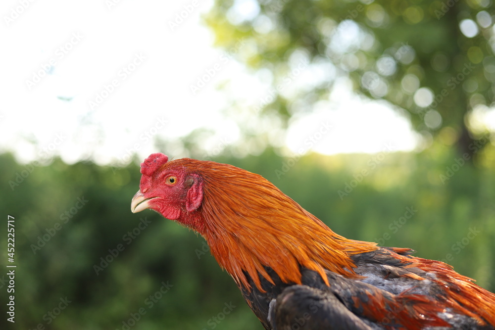 Fototapeta premium Chickens on the farm!