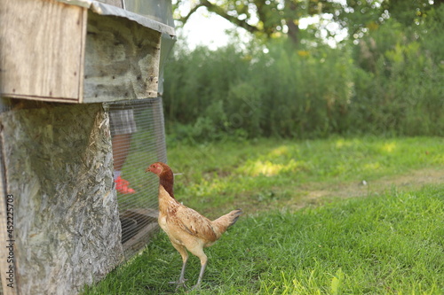 Chickens on the farm!