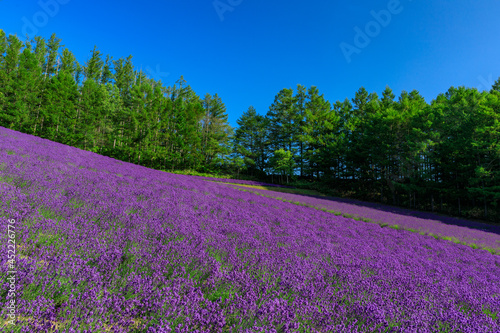 ファーム富田 ラベンダー畑