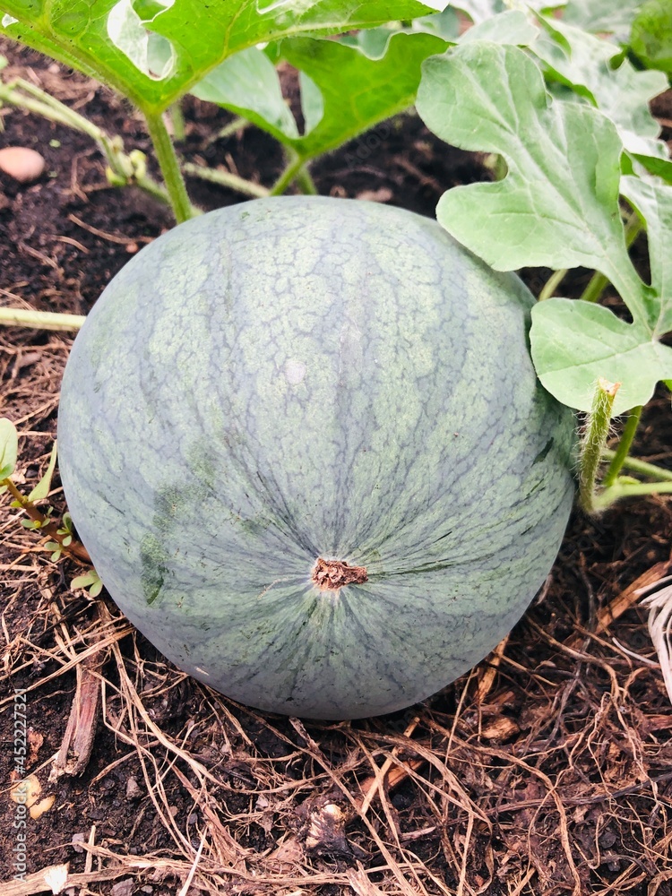 pumpkin in the garden