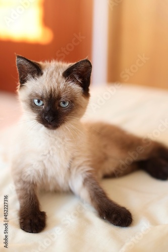 A little siamese or himalayan cat