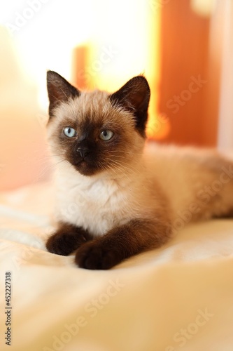 A little siamese or himalayan cat