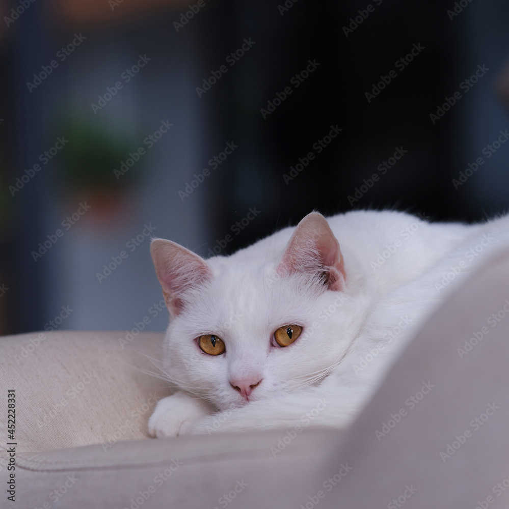 Obraz premium gato branco de olho amarelo com fundo desfocado 