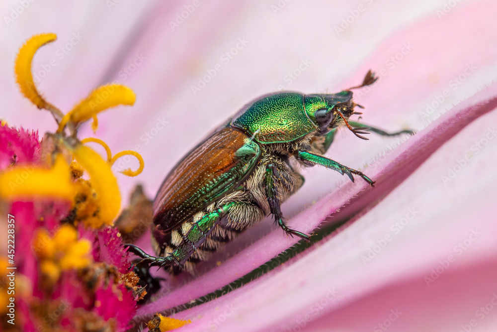 Naklejka premium Japanese Beetle
