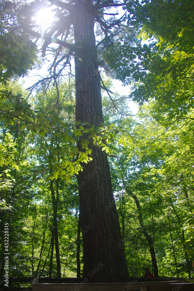 Fototapeta premium trees in the forest
