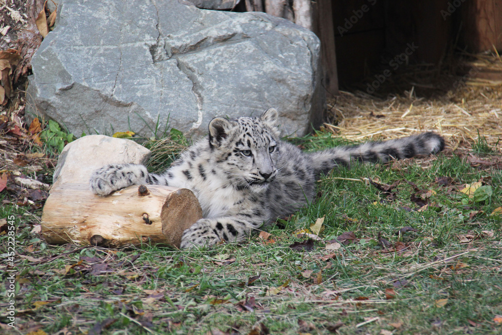 leopard cub on the grass