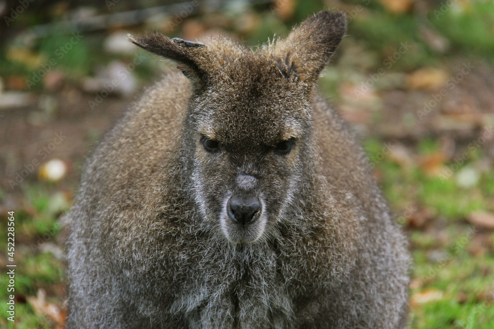 wallaby in the grass