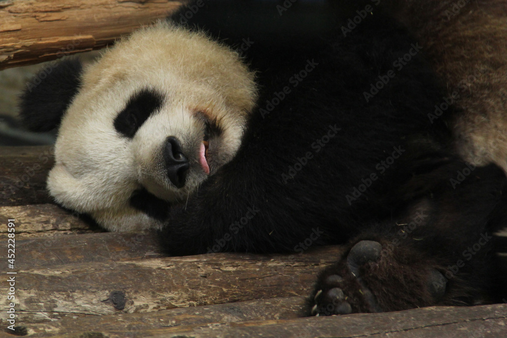 Obraz premium giant panda sleeping