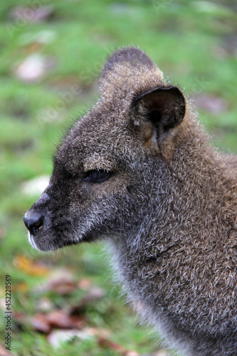 Portrait of a wallaby © SofotoCool