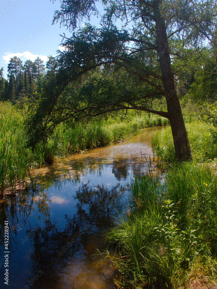 river in the forest