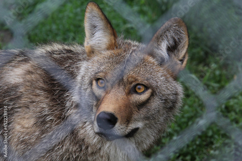 Portrait of a wolf behind a fence © SofotoCool