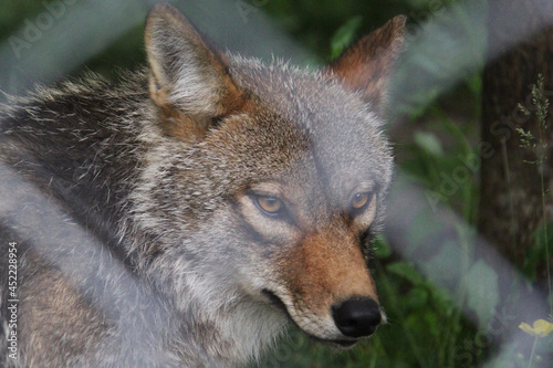 Portrait of a wolf behind a fence