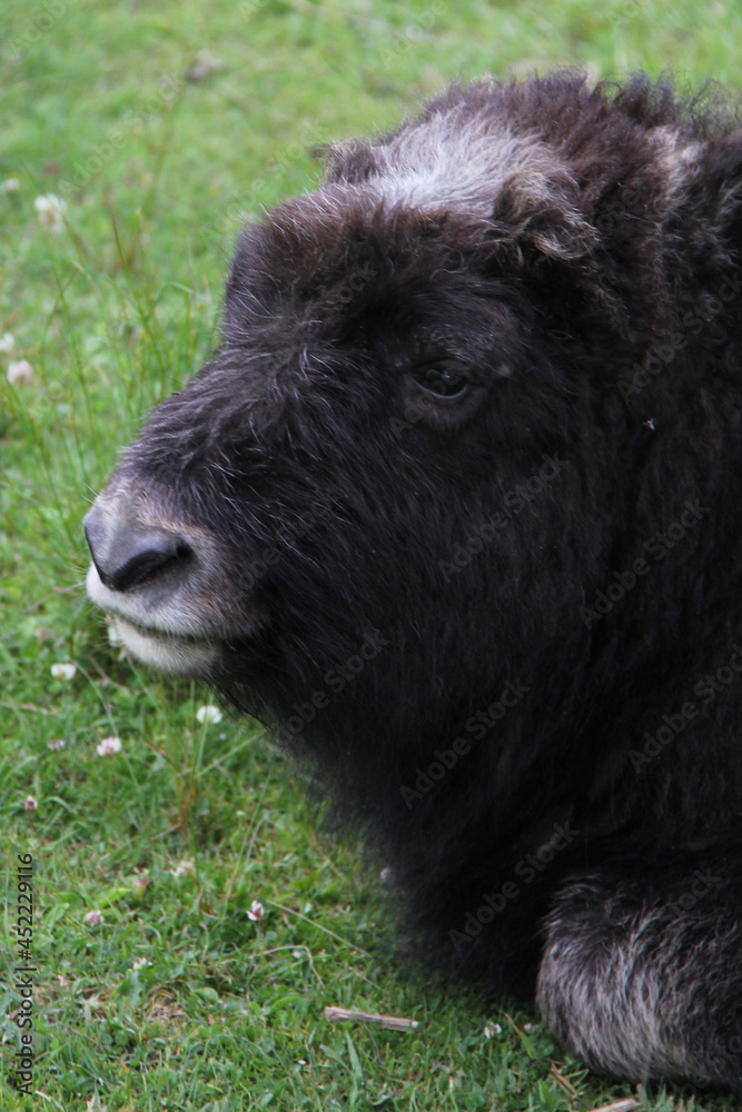 Fototapeta premium buffalo in the field