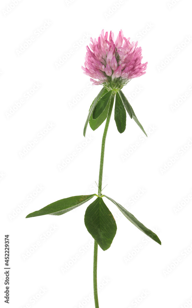 Beautiful blooming clover plant isolated on white