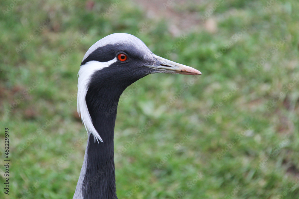 close up of a crane