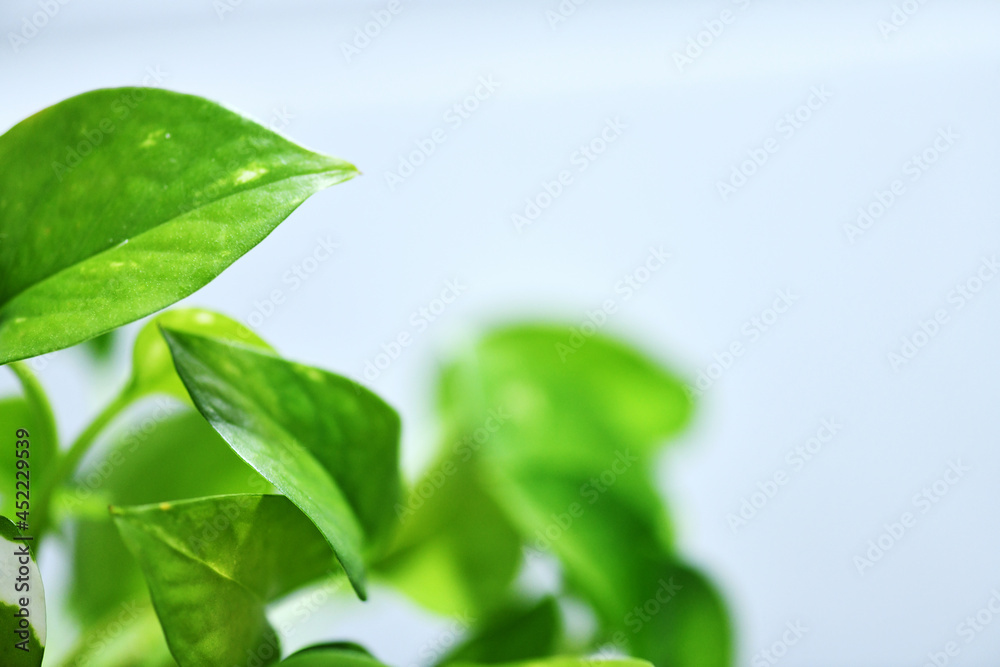 Fototapeta premium fresh plant syngonium