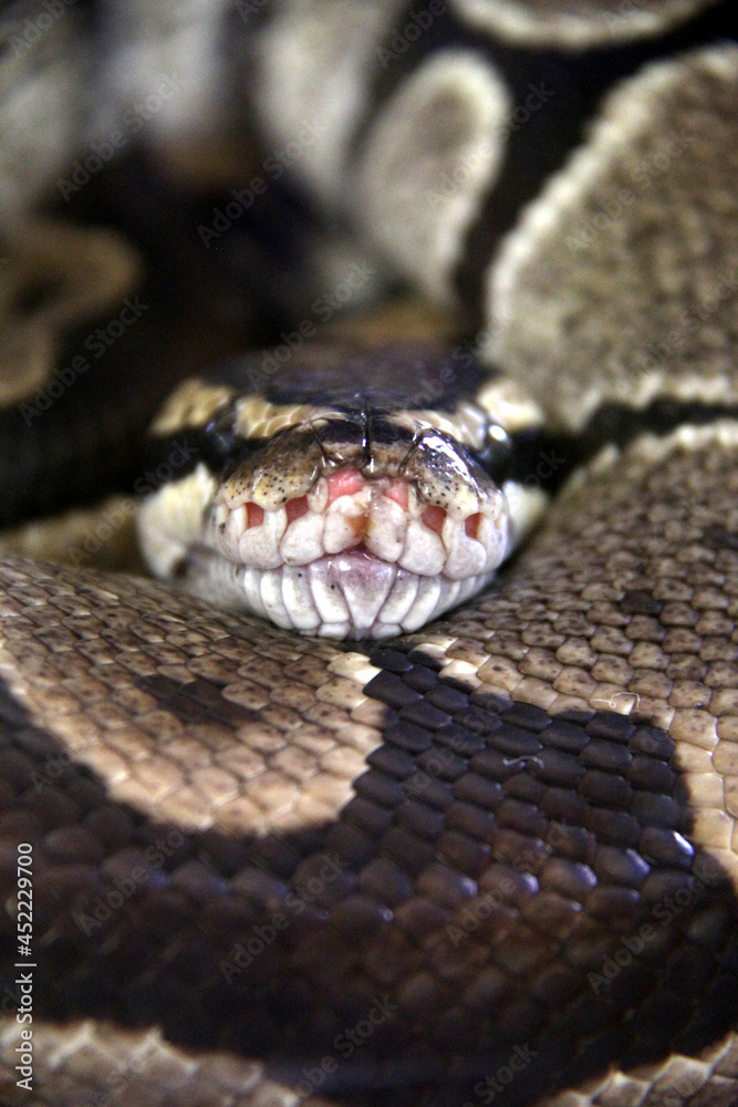 close up of a snake close up of a snake