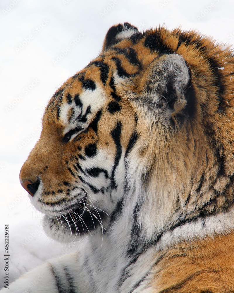 Obraz premium close up of a tiger in snow