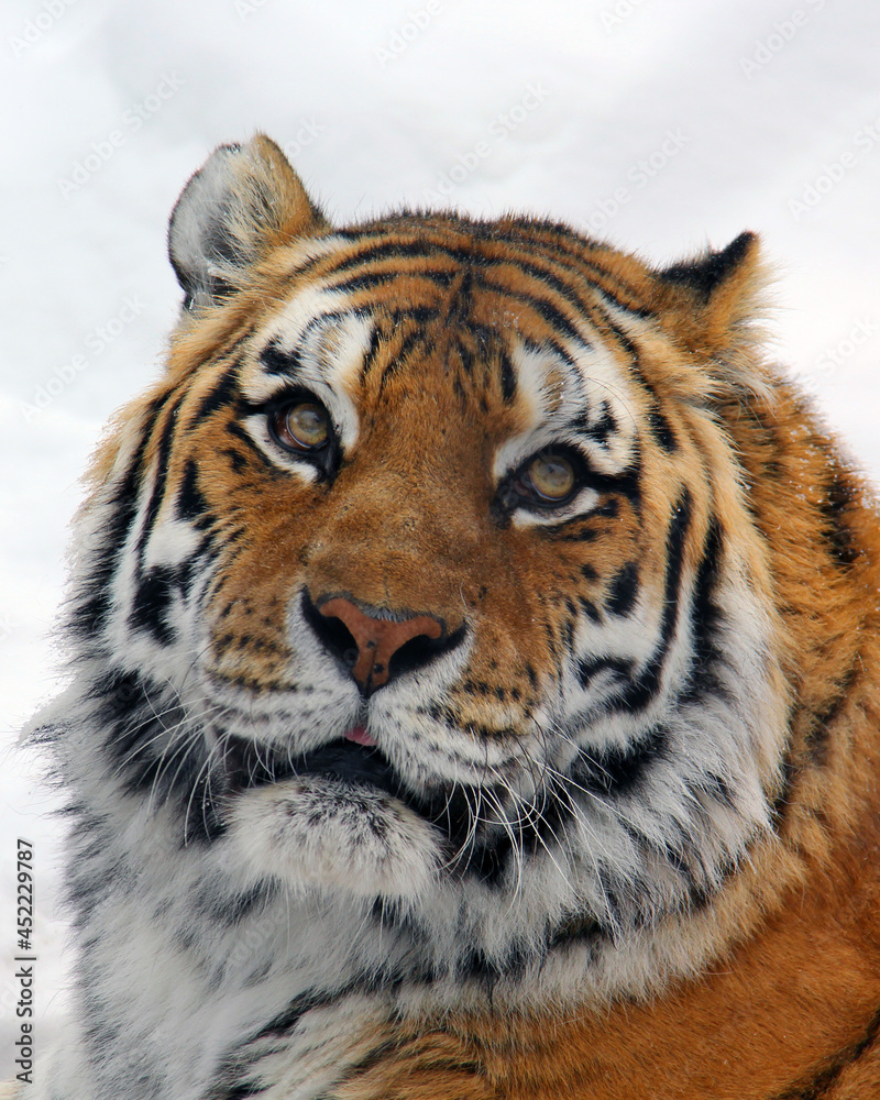 Naklejka premium Close up portrait of a tiger in the snow