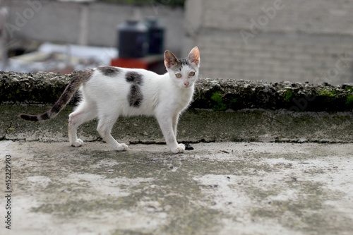 Gatito callejero paseando en azotea de casa © Viry Arenas