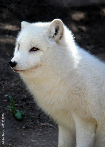 portrait of a white fox